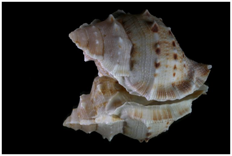 JuttaGellenthinReuter_Schnecke