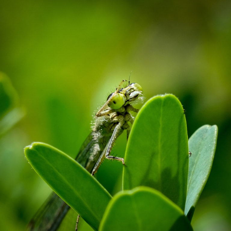 Platz 05 Horst_Wienberg_Neugieriger Blick