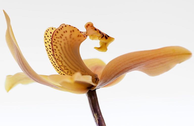 Platz 36 Pia_Dumke_Orchidee 1
