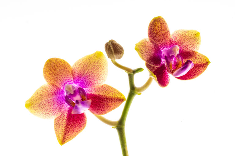 Platz 46 Pia_Dumke_Orchidee 2
