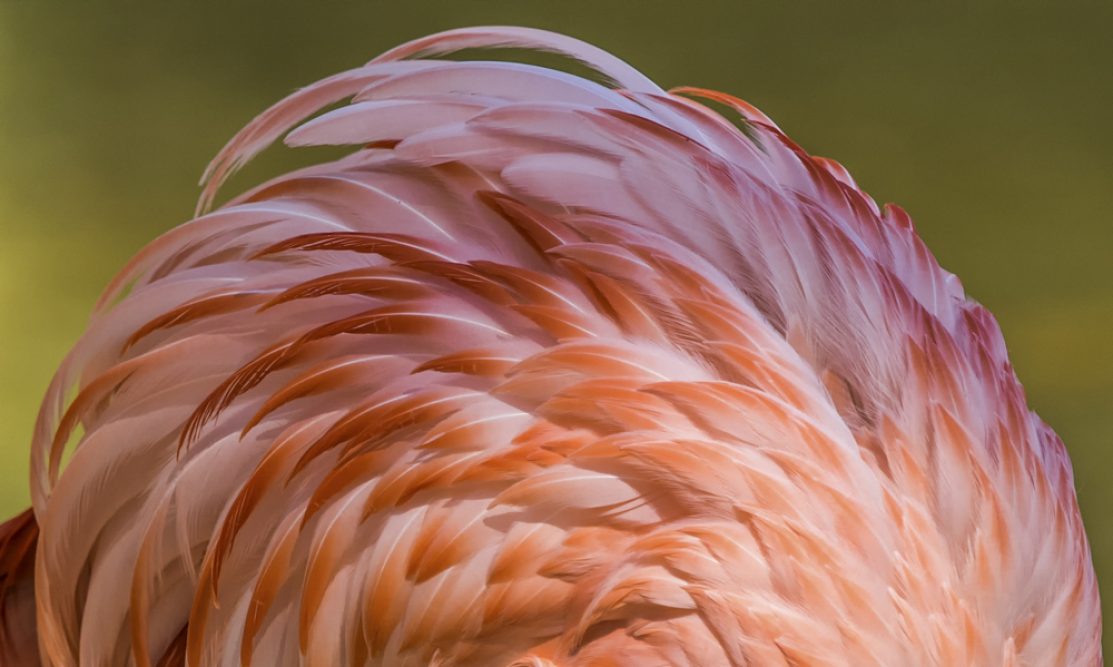 Platz 26 - Wiebke Kunas - Flamingo -